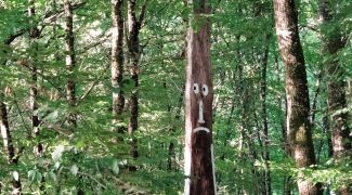 Le bois de La Paloma